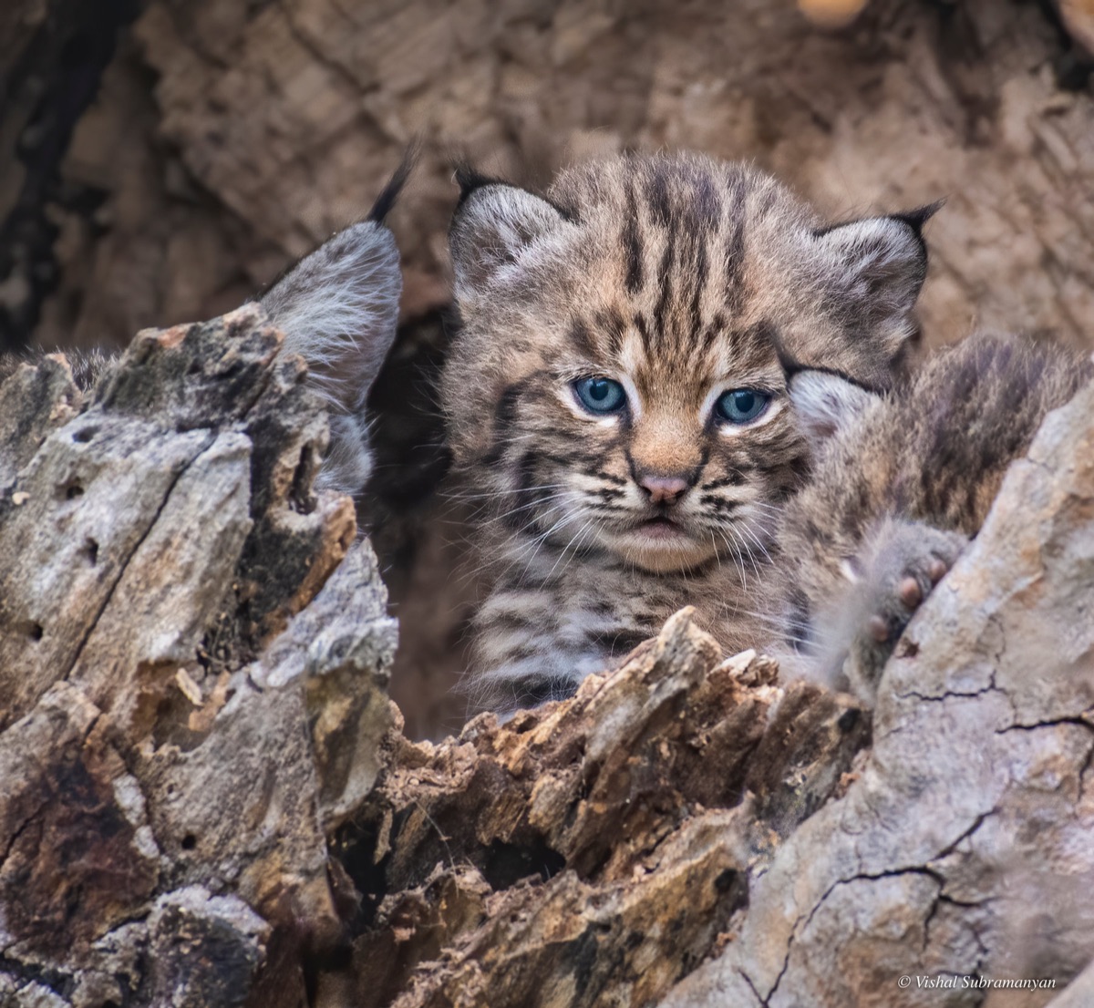 A blue-eyed bobcat kitten peers out from a den