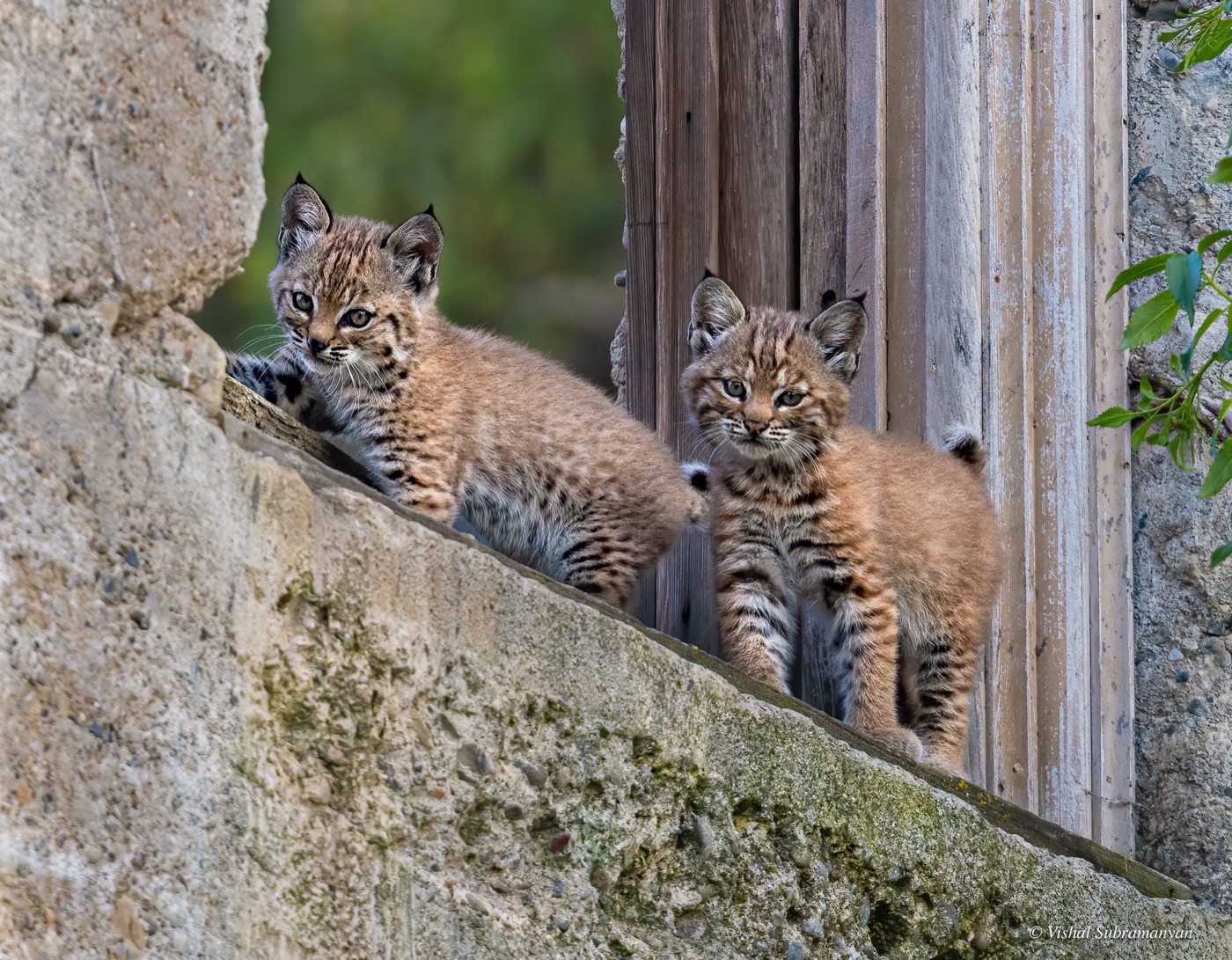 Two bobcat kittens stand on a sloping concrete ledge in front of weathered boards